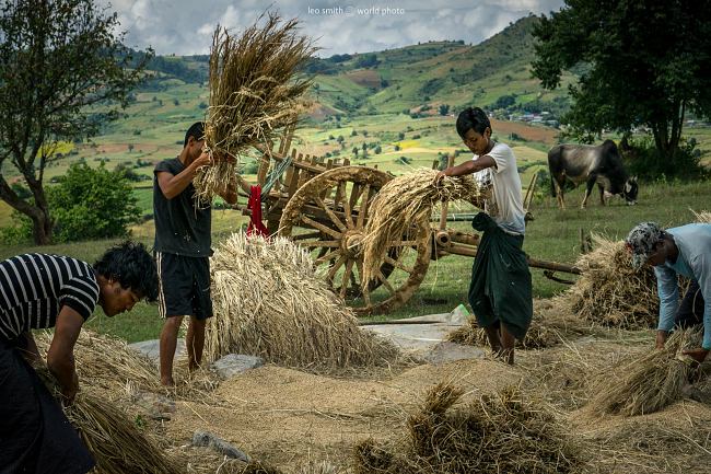 Leo Smith PhotoVideo | World Photo: A group pf famers threshes the rice sheaves, Shan State, Myanmar (Burma)