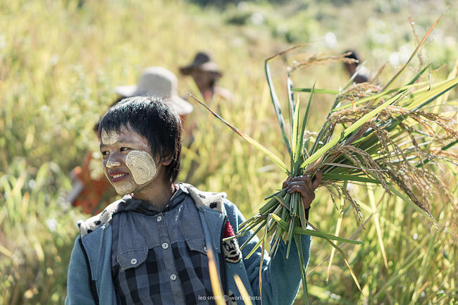 Leo Smith PhotoVideo | World Photo: Hand Threshing Rice, Shan State, Myanmar (Burma)