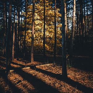 “Glow” – Mackworth Island, Maine, USA