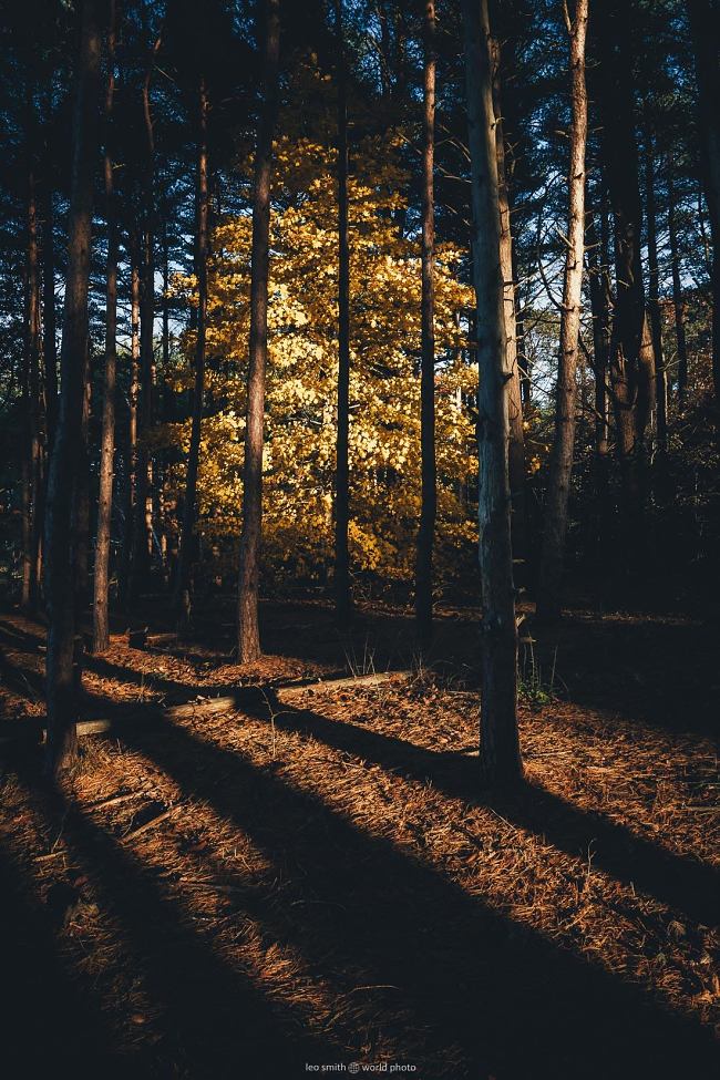 Leo Smith Photo Video: Leo Smith World Photo: Travel, Documentary & Landscape Photography and Video - Fall at Mackworth Island, Maine, USA