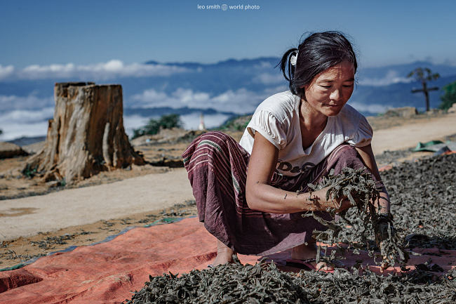 Drying the tea harvest at a small Palaung hilltribe village, Shan State, Myanmar (Burma).