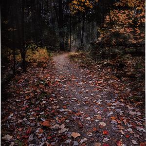 “Harmony” – Fall at Wolfes Neck Woods State Park