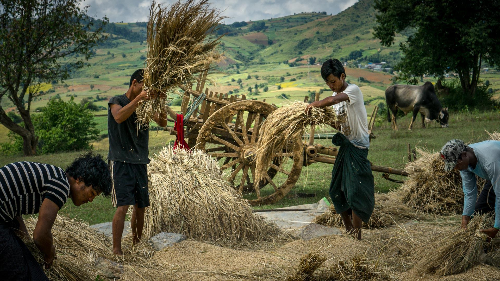 Leo Smith PhotoVideo | World Photo: A group pf famers threshes the rice sheaves, Shan State, Myanmar (Burma)