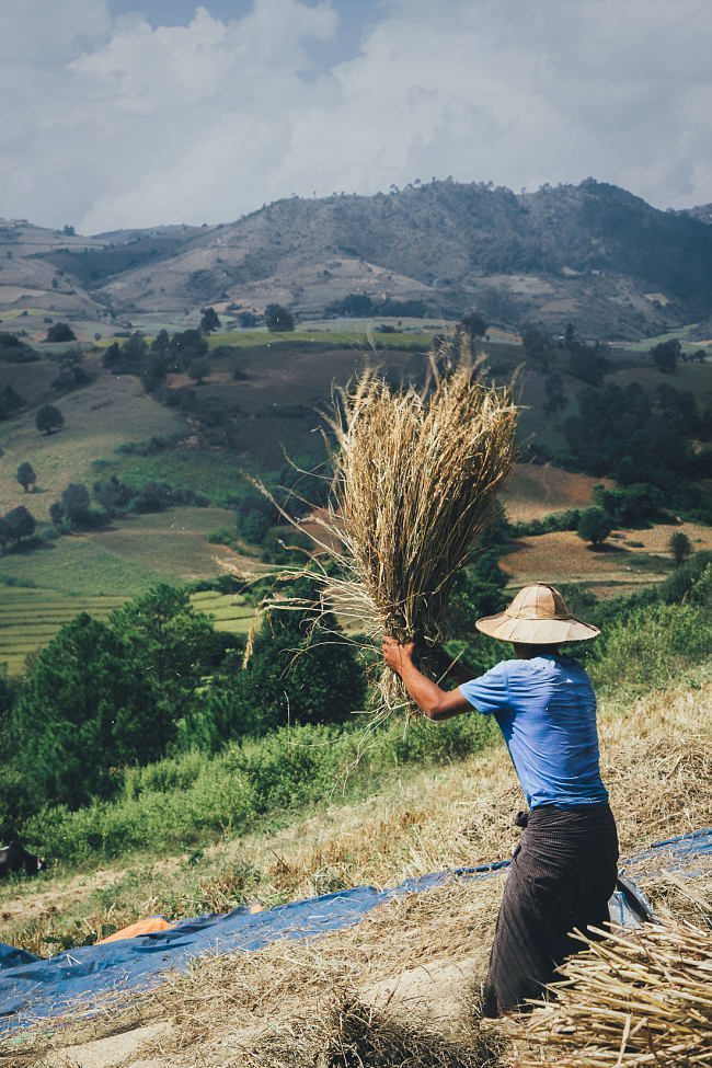 Leo Smith PhotoVideo | World Photo: Hand Threshing Rice, Shan State, Myanmar (Burma)